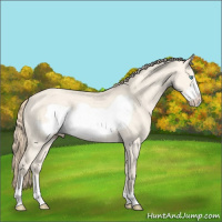 Horse Color:Perlino Dun Frame Rabicano 