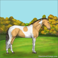 Horse Color:Buckskin Tobiano