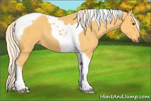 Horse Color:Palomino Tobiano 