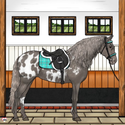 Horse Color:Silver Black Near Leopard