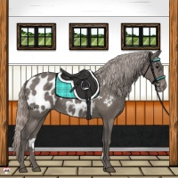 Horse Color:Silver Black Appaloosa