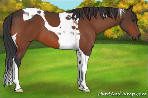 Horse Color:Bay Tobiano 