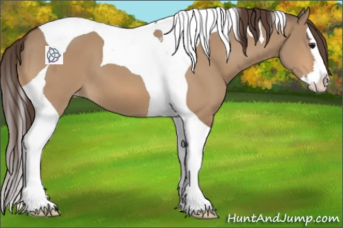 Horse Color:Bay Dun Splash Tobiano Appaloosa 