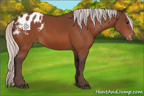 Horse Color:Silver Bay Appaloosa 