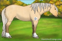 Horse Color:Silver Buckskin Roan Dun 