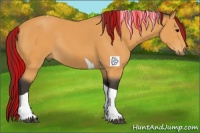 Horse Color:Painted Buckskin Tobiano Rabicano
