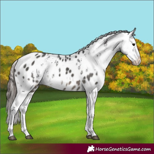 Horse Color:White Spotted Black Blanket