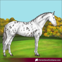 Horse Color:White Spotted Black Appaloosa 