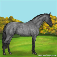 Horse Color:Blue Roan 