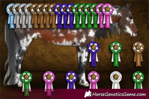 Horse Color:White Spotted Brown 