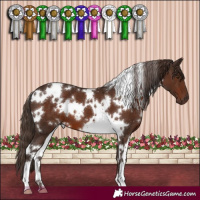 Horse Color:White Spotted Liver Chestnut
