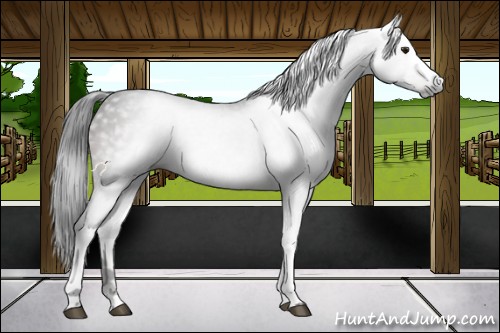 Horse Color:Gray White Spotted Brown 