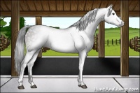 Horse Color:Gray White Spotted Brown 