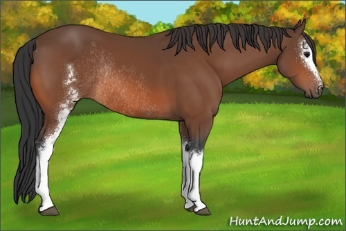 Horse Color:White Spotted Bay Rabicano