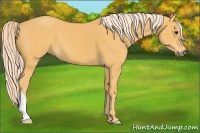 Horse Color:Palomino 