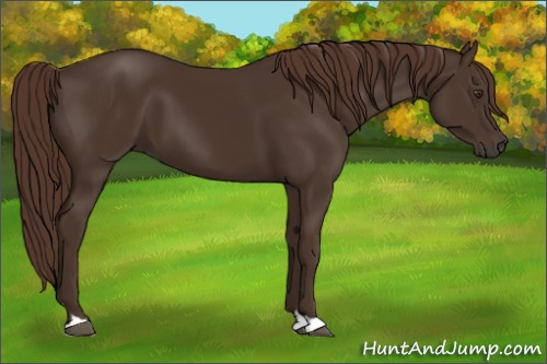 Horse Color:Liver Chestnut 