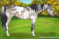 Horse Color:White Spotted Bay Dun