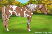 Horse Color:White Spotted Chestnut 