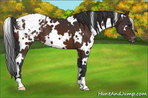 Horse Color:White Spotted Bay Appaloosa