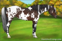 Horse Color:White Spotted Bay Appaloosa 