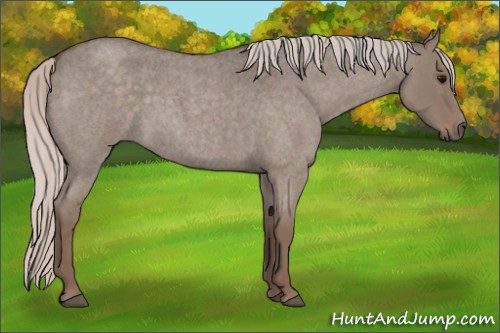 Horse Color:Silver Grullo Roan 