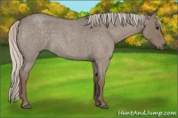 Horse Color:Silver Grullo Roan 