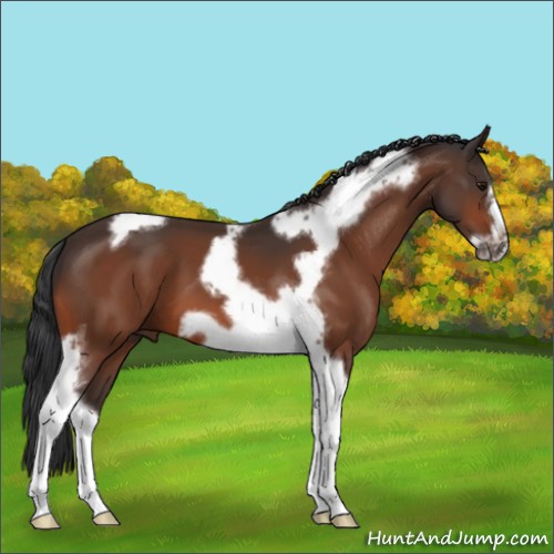 Horse Color:Bay Tobiano Frame 