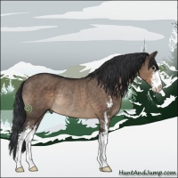 Horse Color:Brown Dun Sabino Rabicano