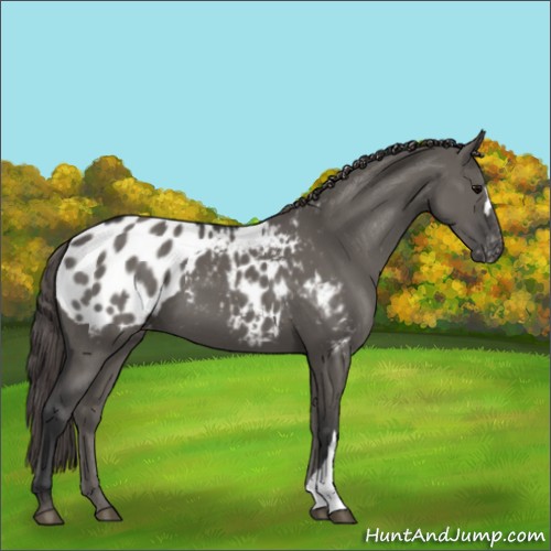 Horse Color:Grullo Appaloosa 