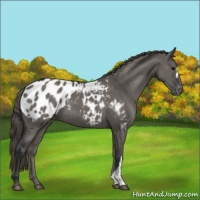 Horse Color:Grullo Appaloosa 
