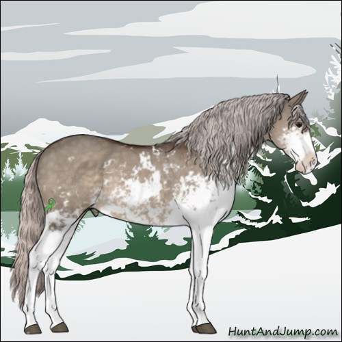 Horse Color:Silver Brown Dun Sabino Rabicano