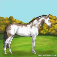 Horse Color:Brown Dun Splash Frame Rabicano 