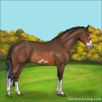 Horse Color:Bay Splash Frame Rabicano 