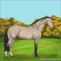 Horse Color:Bay Dun Rabicano 