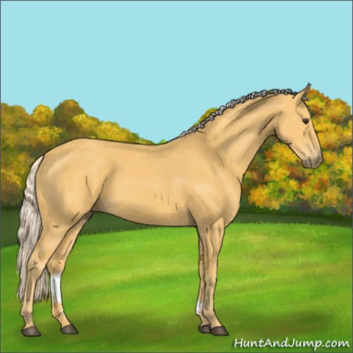 Horse Color:Palomino Rabicano 