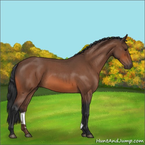 Horse Color:Bay Roan Rabicano 