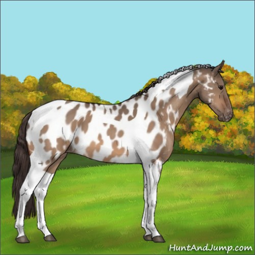 Horse Color:Bay Dun Tobiano Appaloosa 