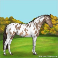 Horse Color:Bay Dun Tobiano Appaloosa 