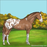 Horse Color:Chestnut Splash Appaloosa 