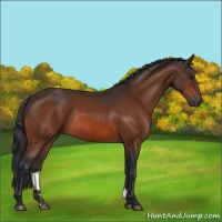 Horse Color:Bay Rabicano 