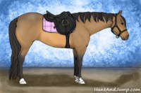 Horse Color:Buckskin Roan 