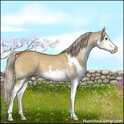 Horse Color:Chocolate Palomino Dun Splash