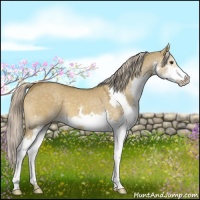Horse Color:Chocolate Palomino Dun Splash 