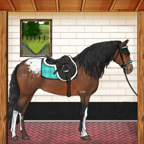 Horse Color:Bay Appaloosa 