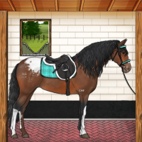 Horse Color:Bay Appaloosa