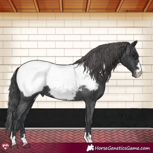 Horse Color:Black Appaloosa 