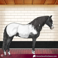 Horse Color:Black Appaloosa 