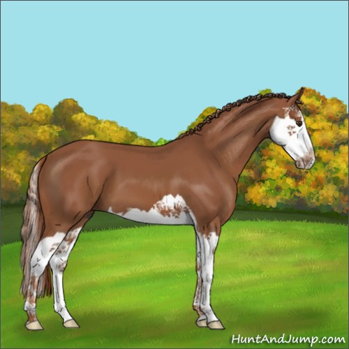 Horse Color:Chestnut Splash
