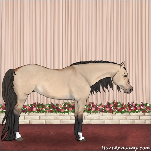 Horse Color:Bay Dun 