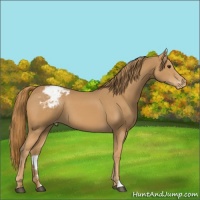 Horse Color:Chestnut Appaloosa 
